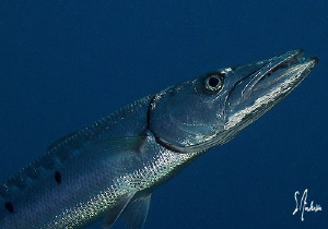 This image of a Barracuda was taken during a safety stop ... by Steven Anderson 
